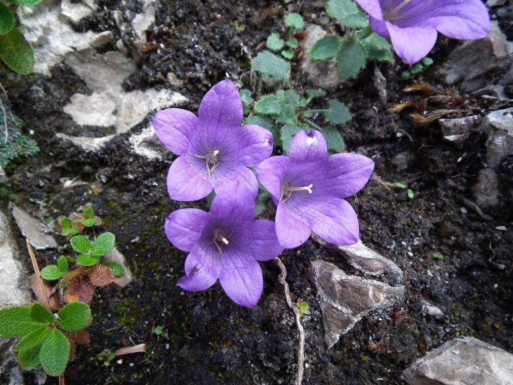 Campanula morettiana / Campanula di Moretti